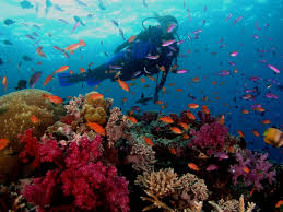 Bermuda Dive